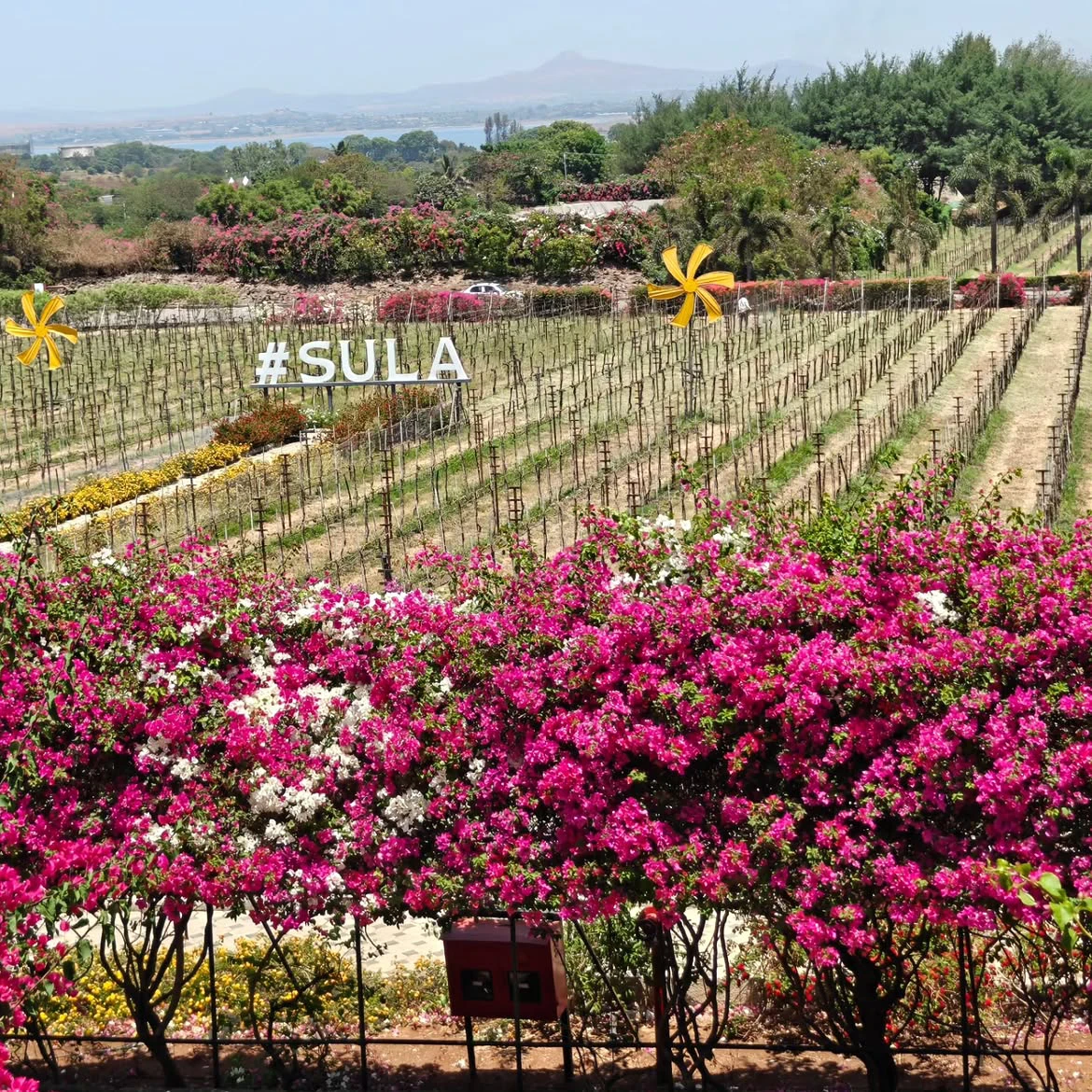 Beautiful vineyards in Nashik